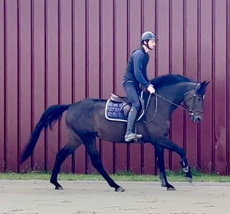 Magnifique, Jument, 8 ans, +-1m64, bwp