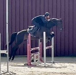 Magnifique, Jument, 8 ans, +-1m64, bwp