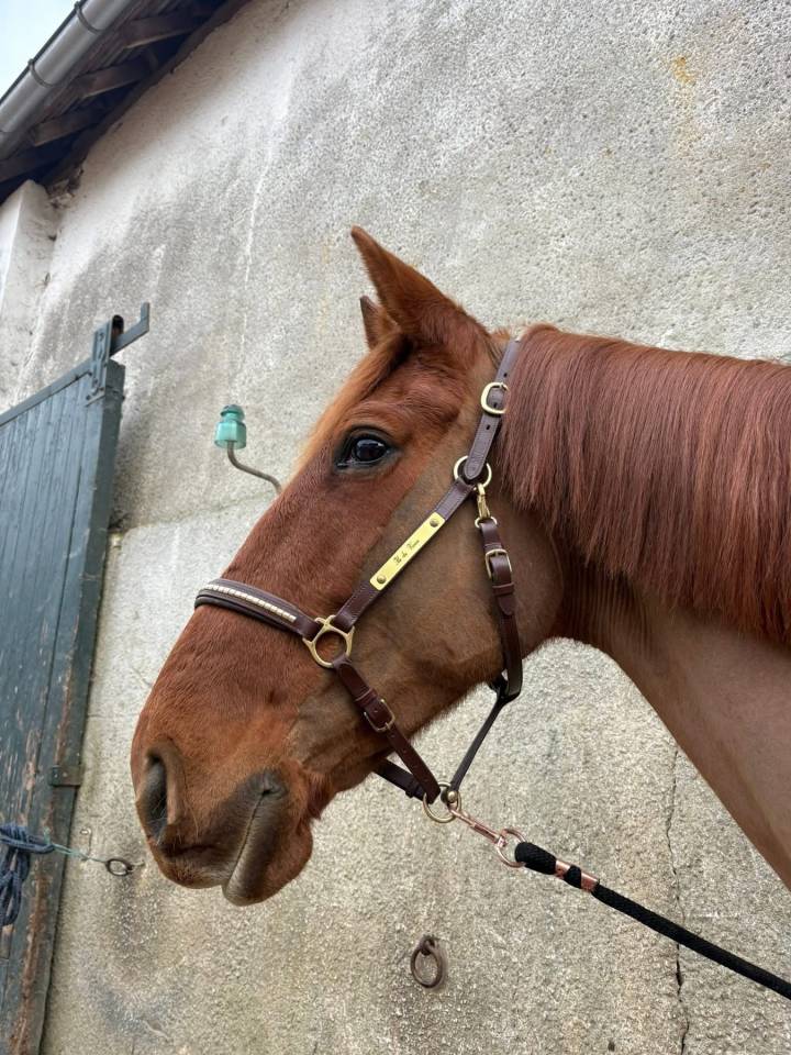 Jument &agrave; vendre Trotteuse fran&ccedil;aise de 8 ans 