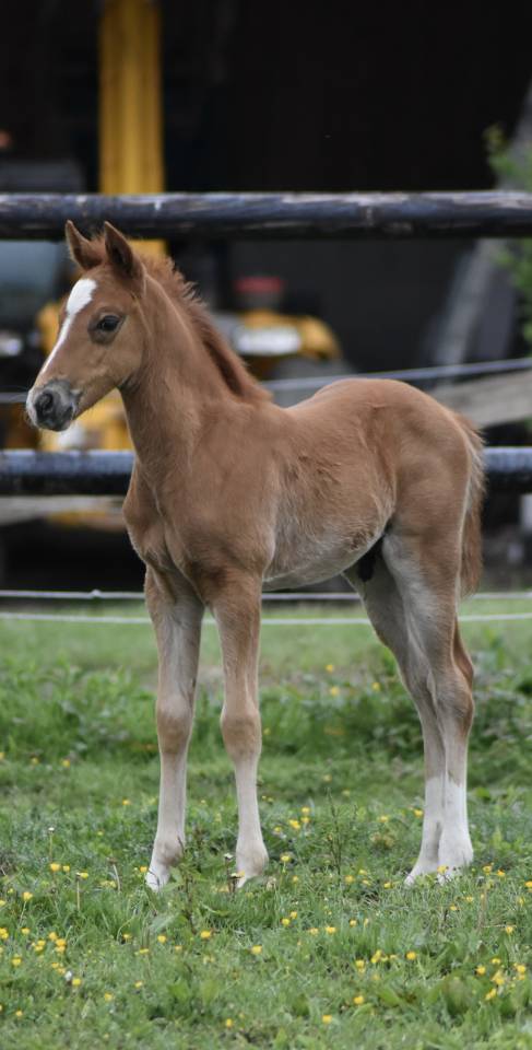 Foal PFS