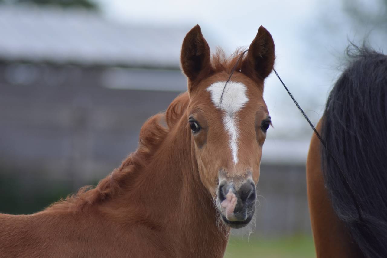 Foal PFS