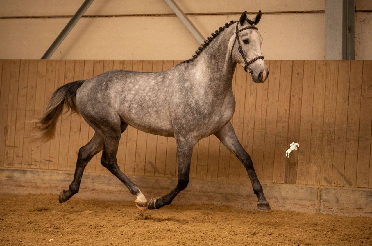 Hongre 5 ans Cornet Oblolensky x Paloubet 