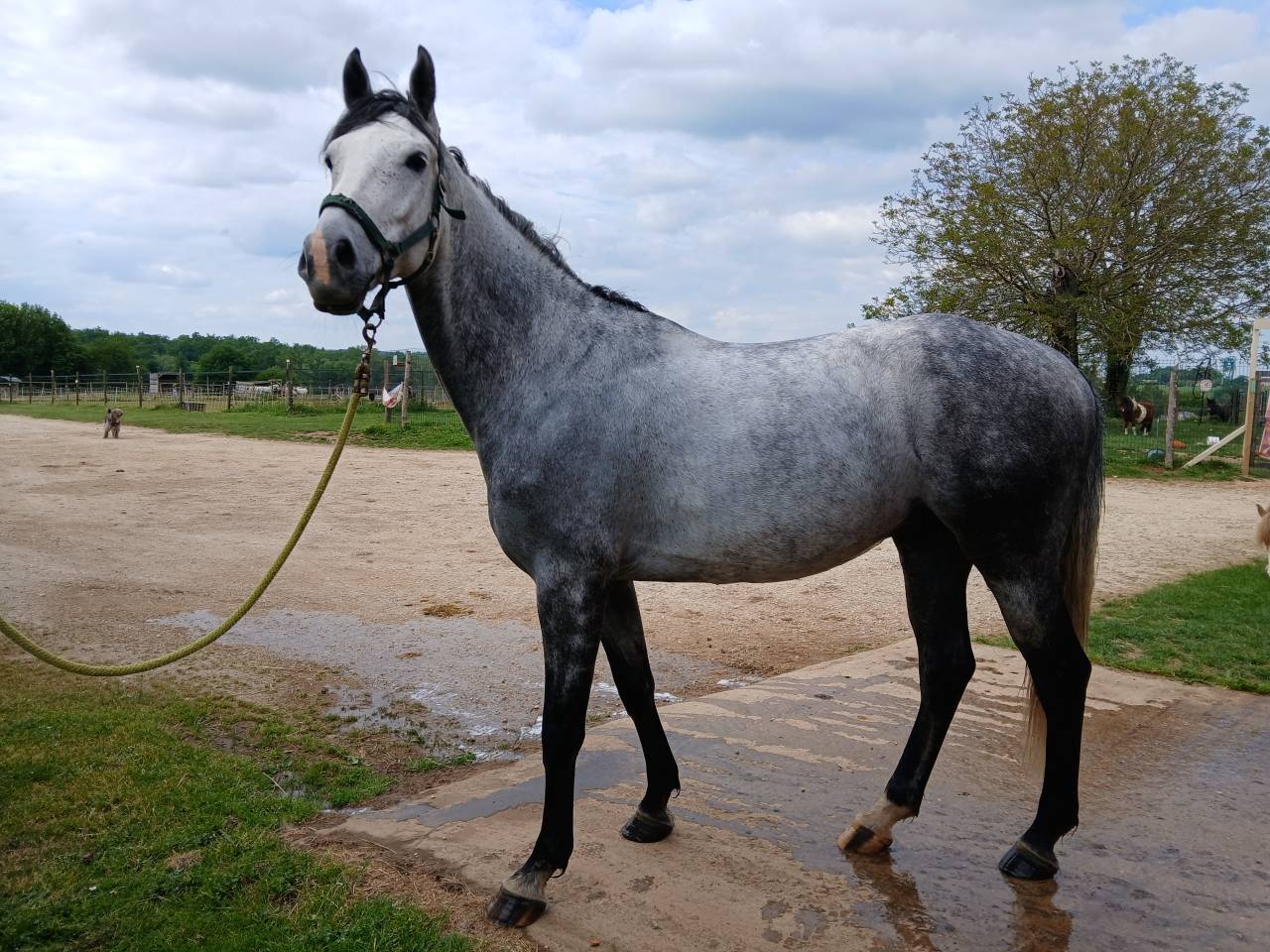 Hongre 5 ans Cornet Oblolensky x Paloubet 