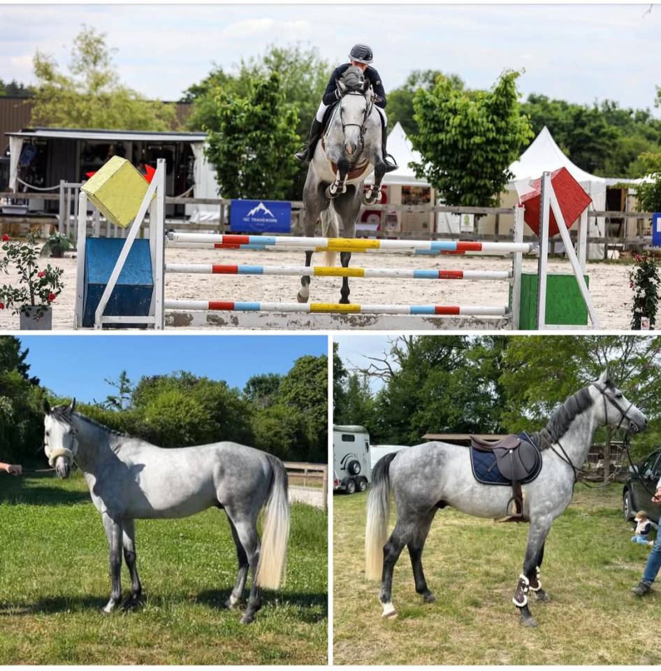 Hongre 5 ans Cornet Oblolensky x Paloubet 