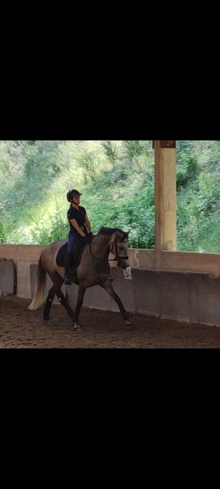 Jument Lusitanienne 9 ans 