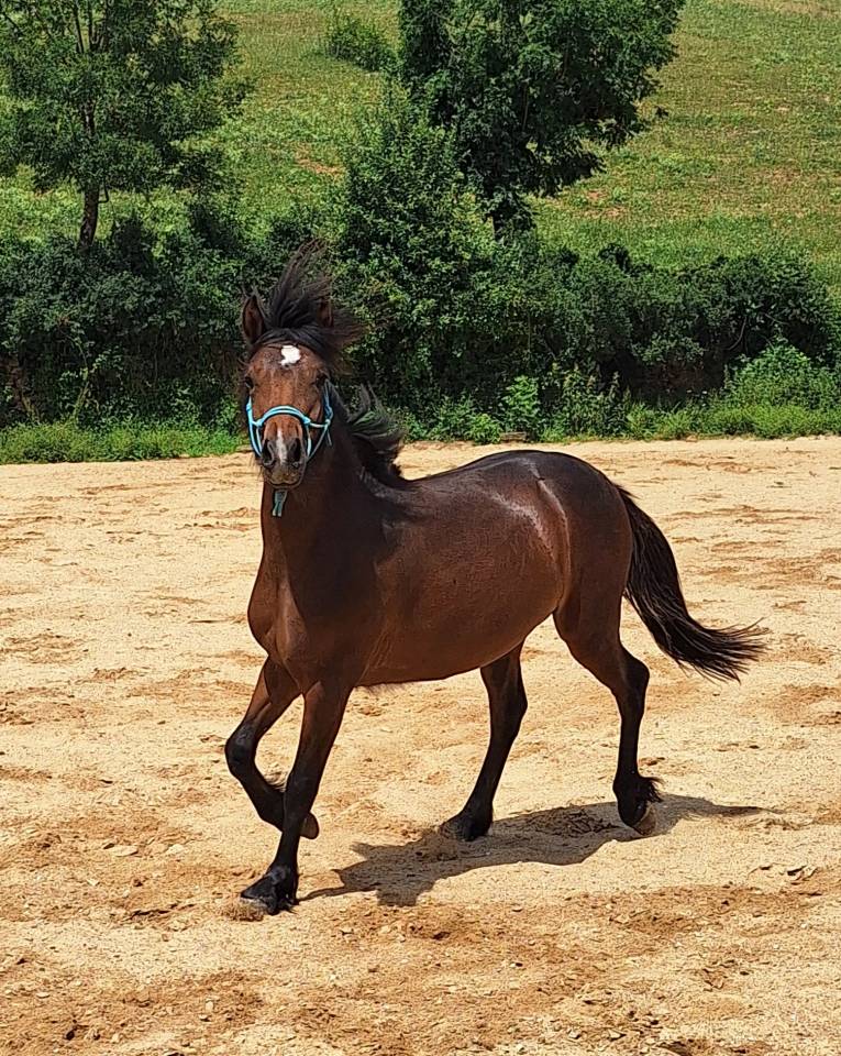 Poulain m&acirc;le bai Welsh Part-Bred, n&eacute; en avril 2025