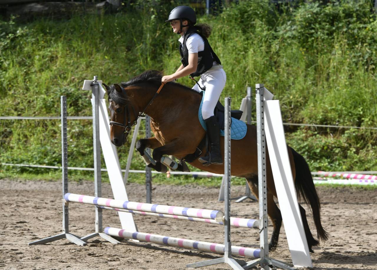 Poulain m&acirc;le bai Welsh Part-Bred, n&eacute; en avril 2025