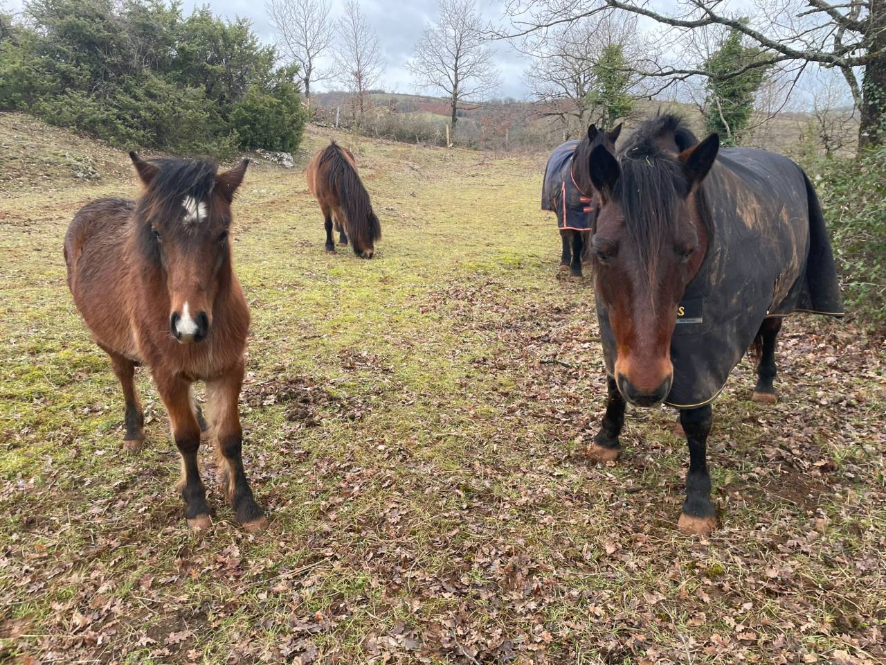 Poulain m&acirc;le bai Welsh Part-Bred, n&eacute; en avril 2025