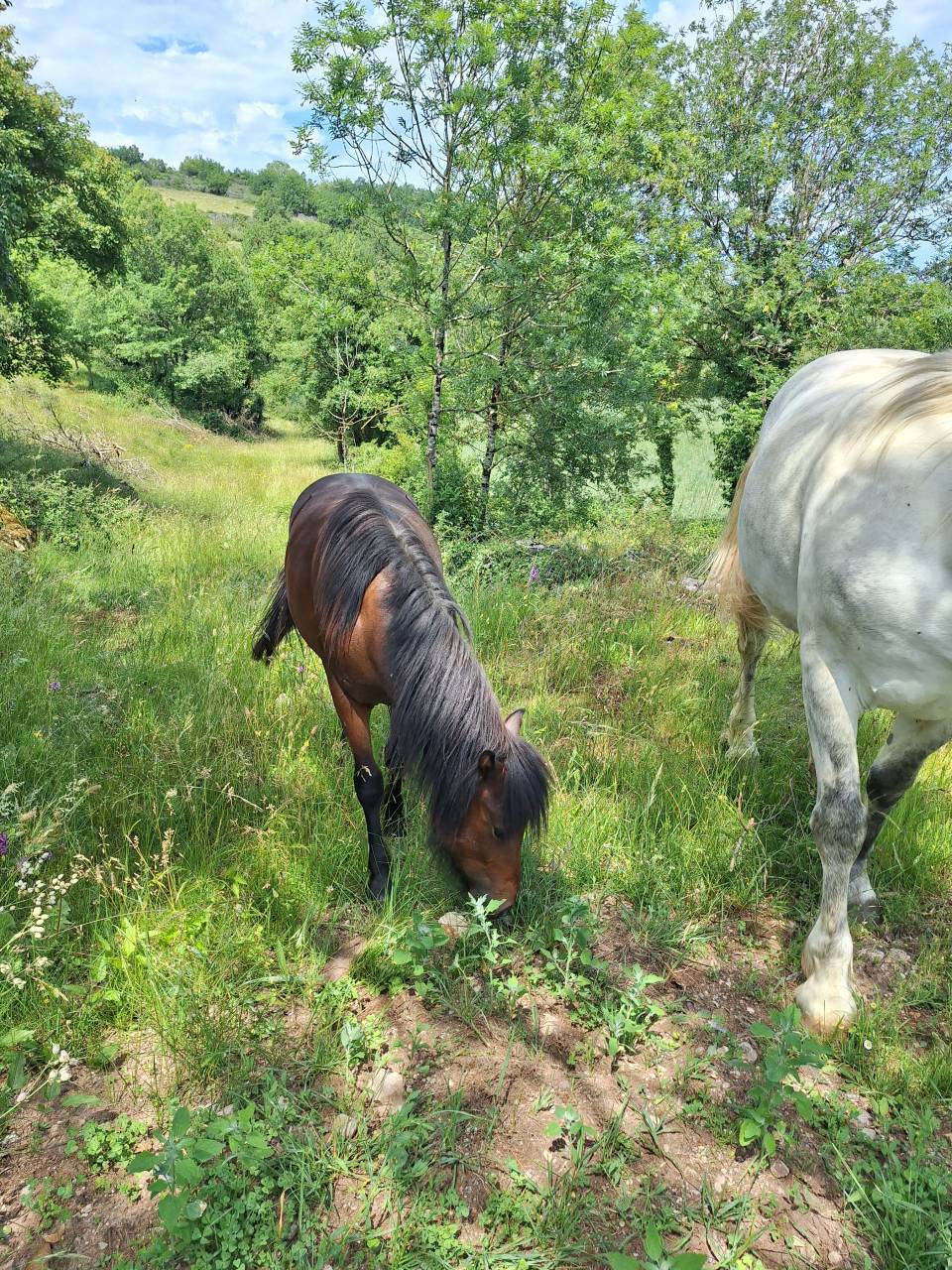 Poulain m&acirc;le bai Welsh Part-Bred, n&eacute; en avril 2025