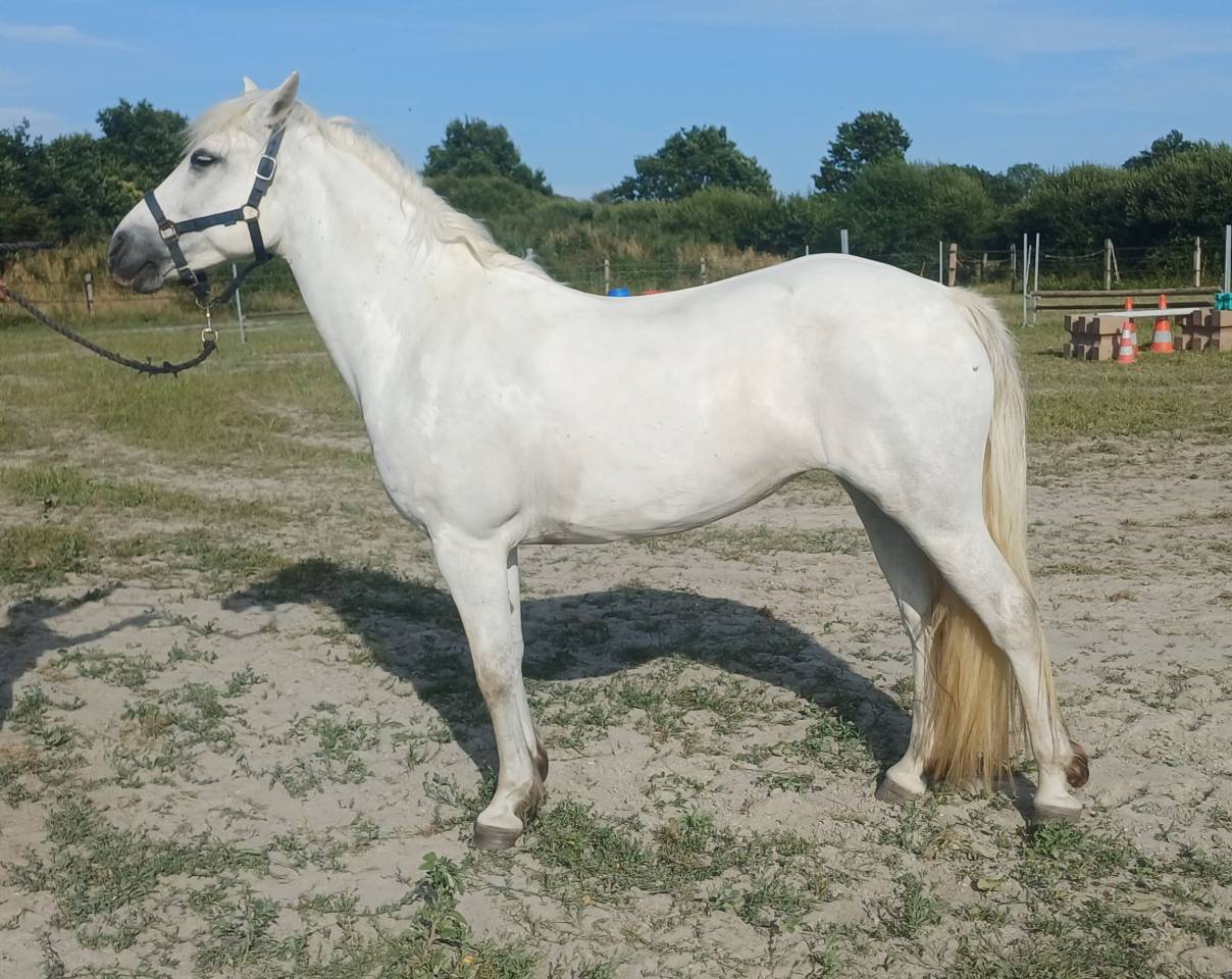 Connemara femelle 9 ans