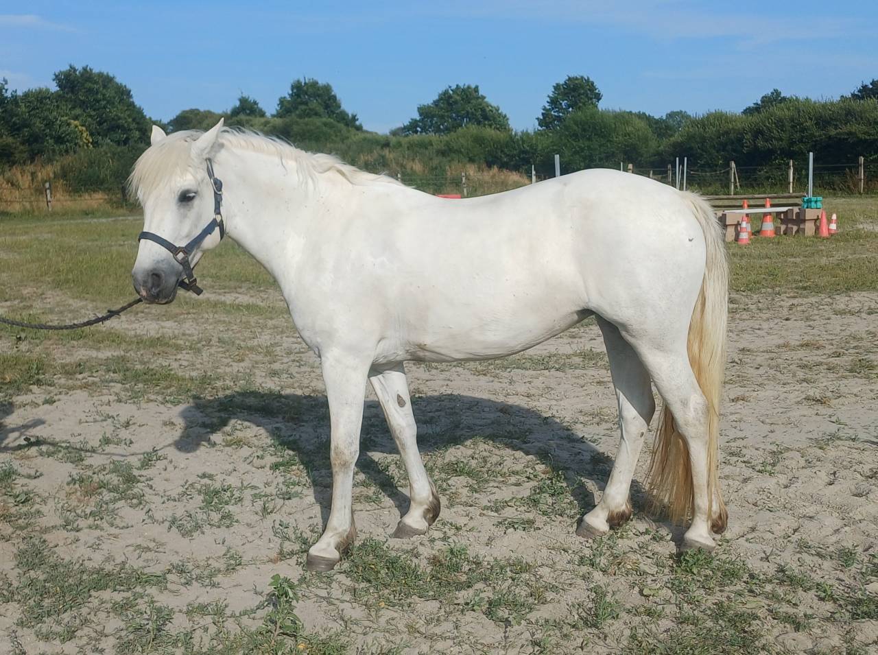 Connemara femelle 9 ans