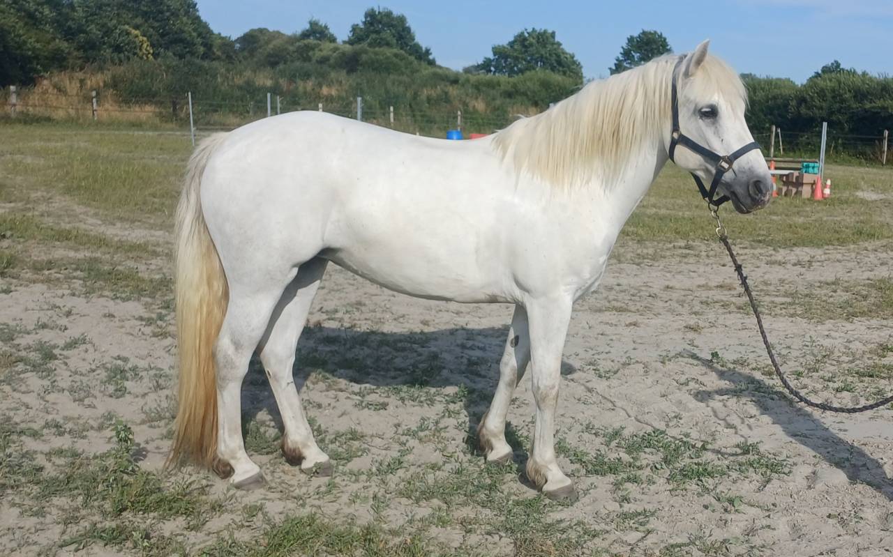 Connemara femelle 9 ans