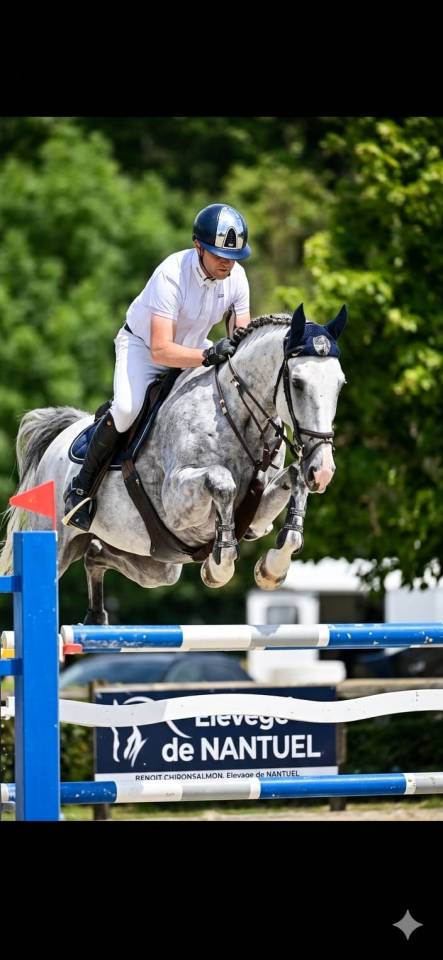 Hongre de 7ans performer Gp 1m40