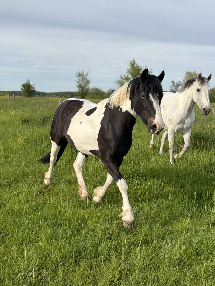 Ponette 
