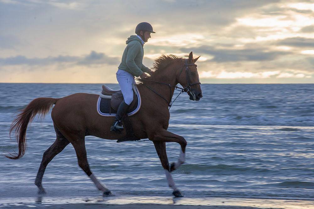 Cheval de loisirs adapt&eacute; &agrave; toute la famille