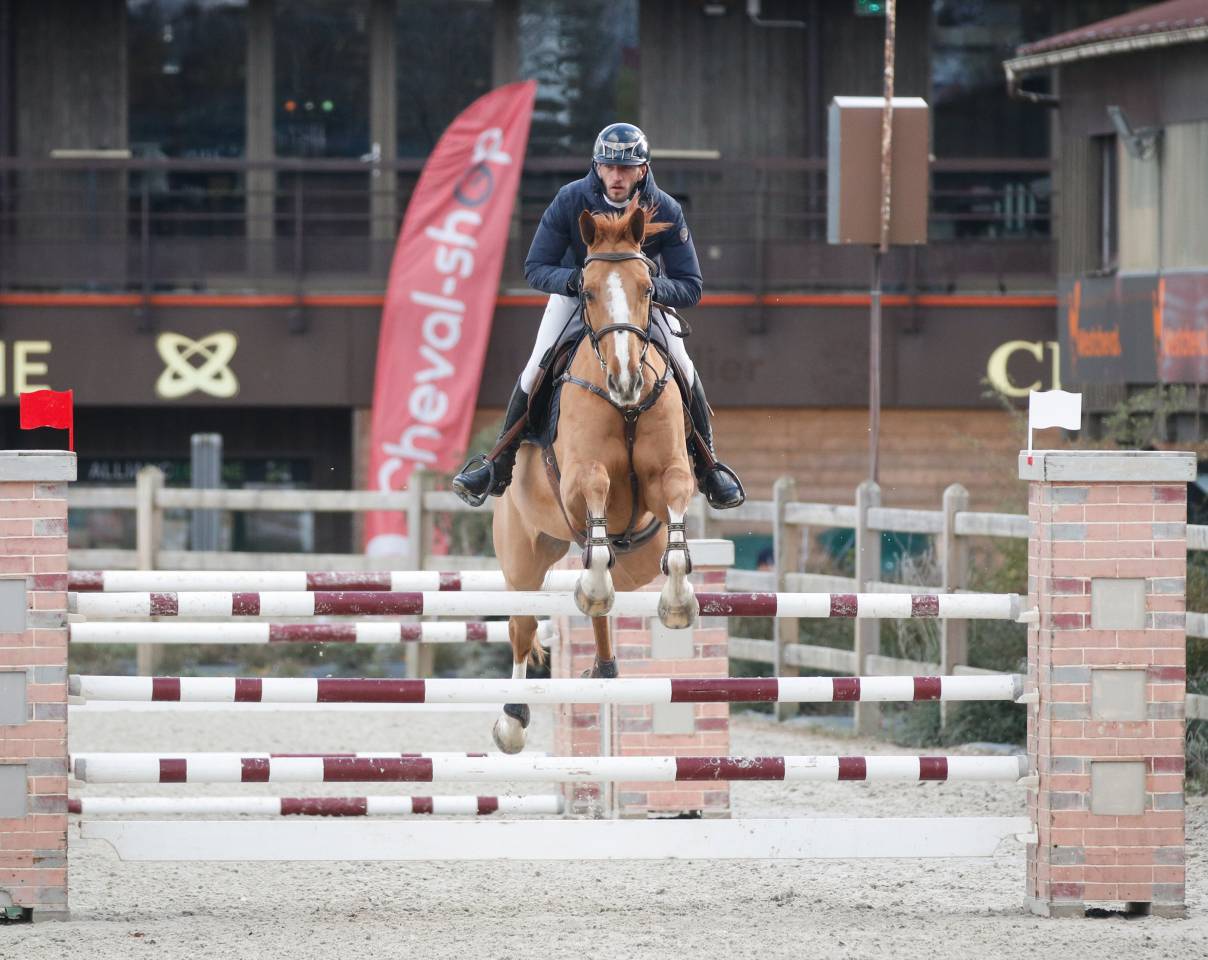 Cheval de loisirs adapt&eacute; &agrave; toute la famille