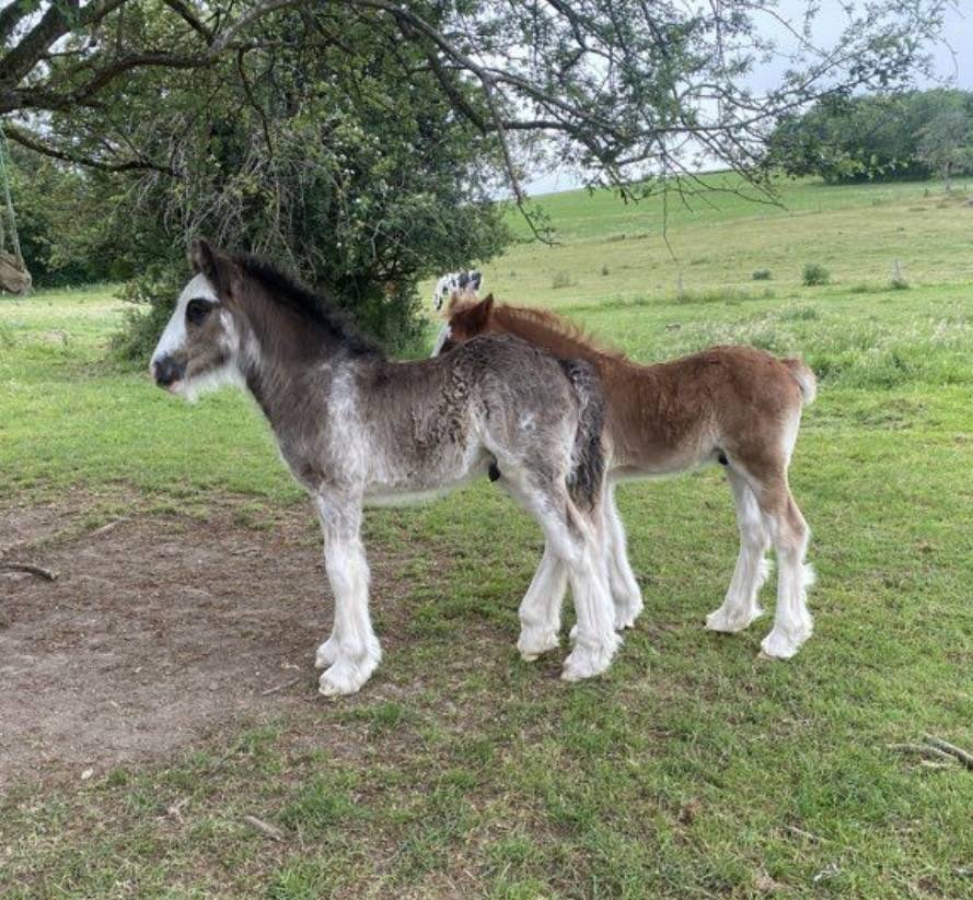 Poulains Irish Cob PP 