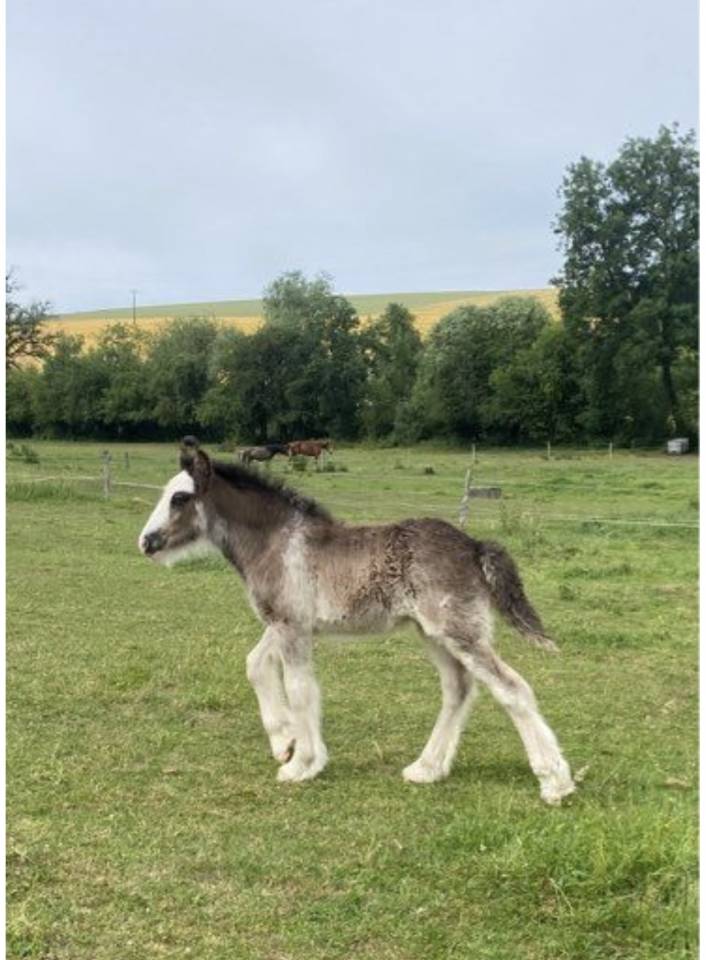 Poulains Irish Cob PP 