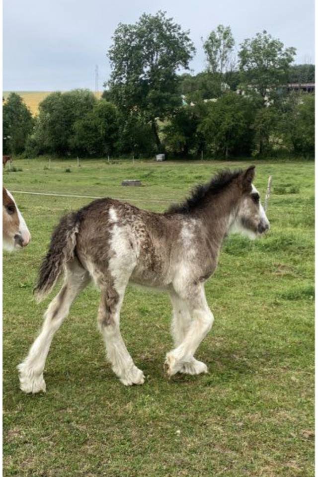Poulains Irish Cob PP 