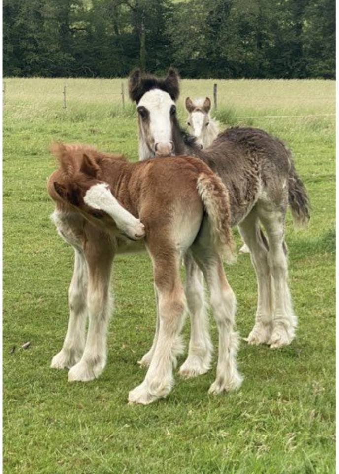 Poulains Irish Cob PP 