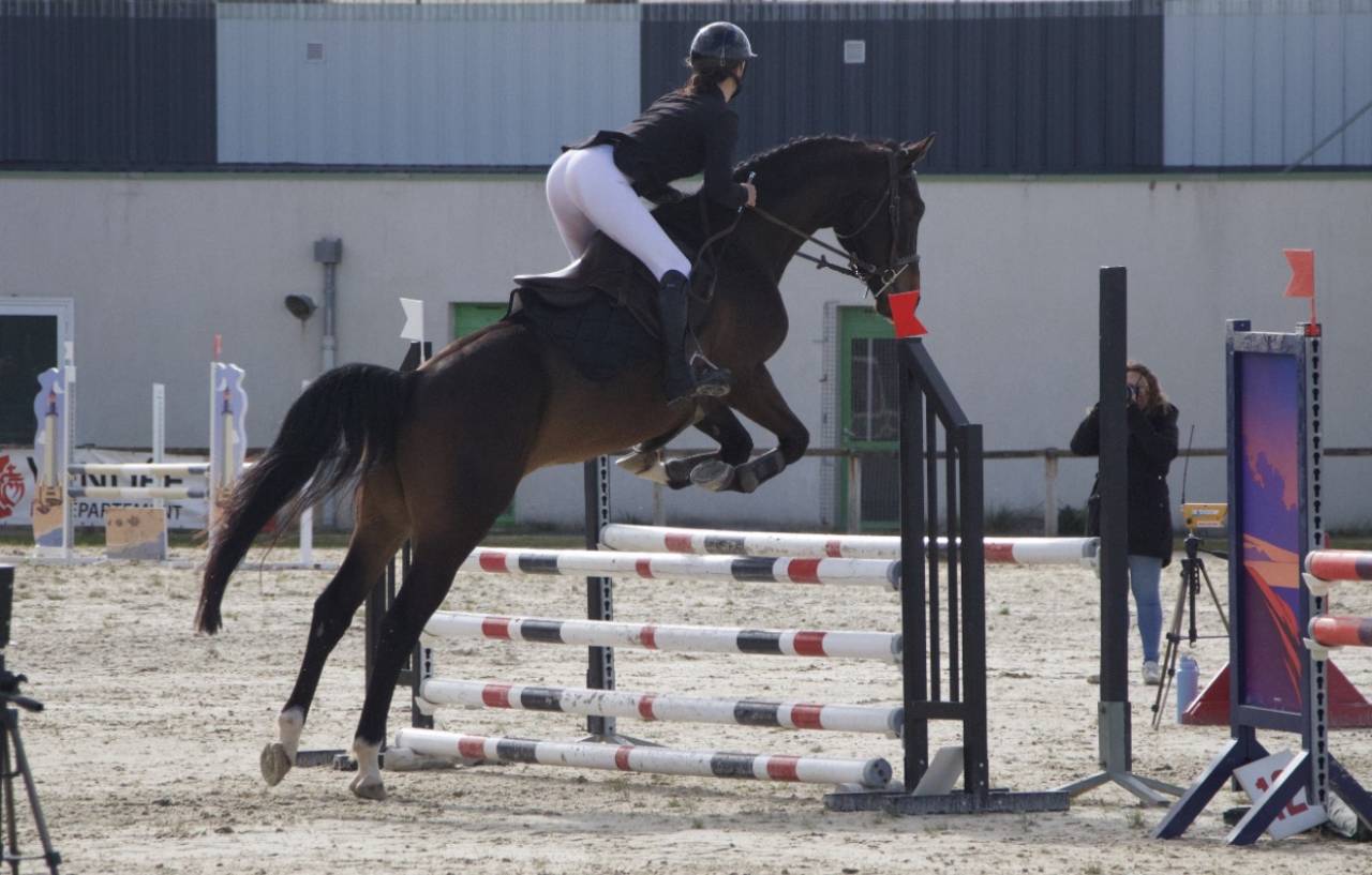 Hongre 5ans SF