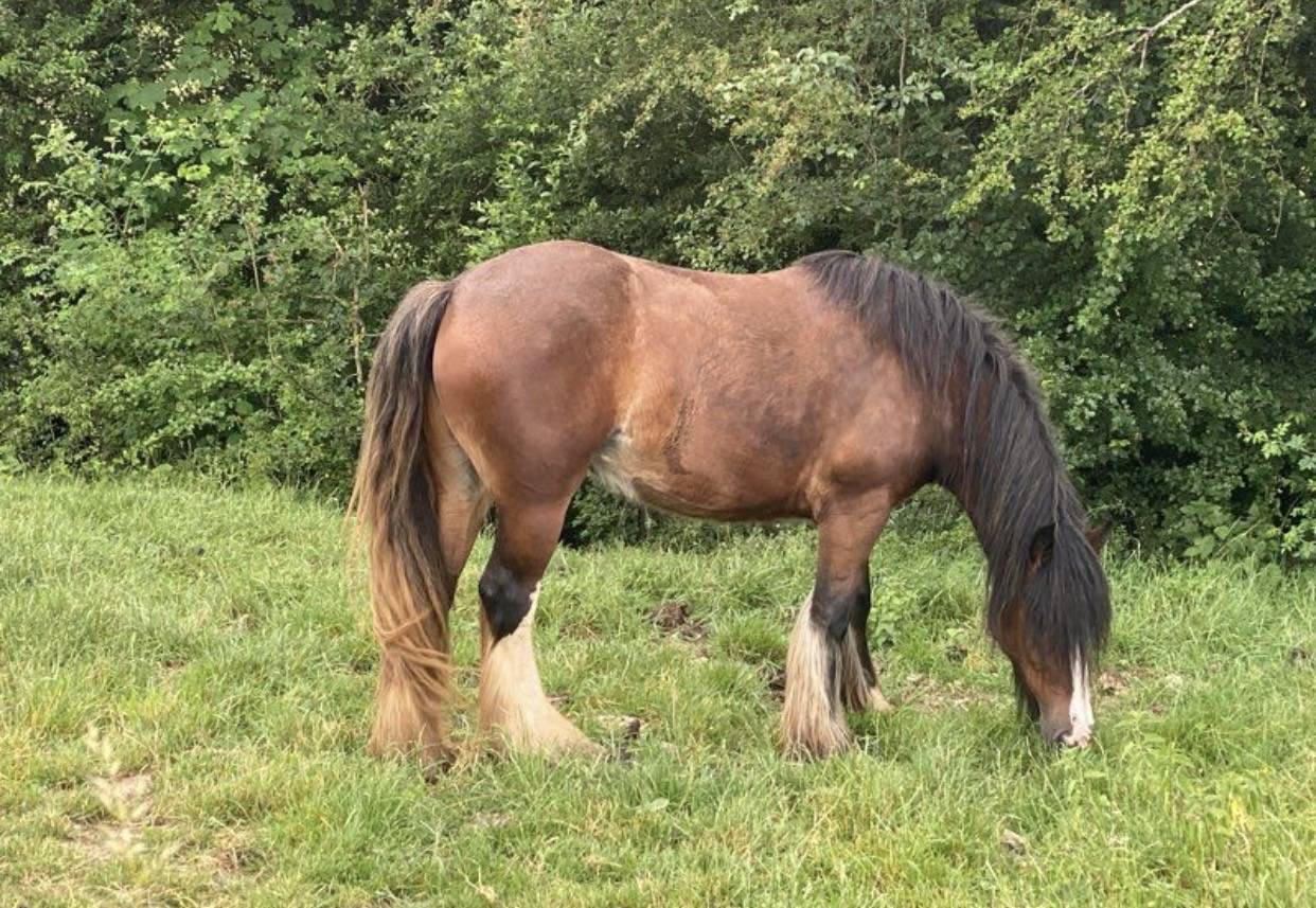 Jument Irish Cob 4 ans 