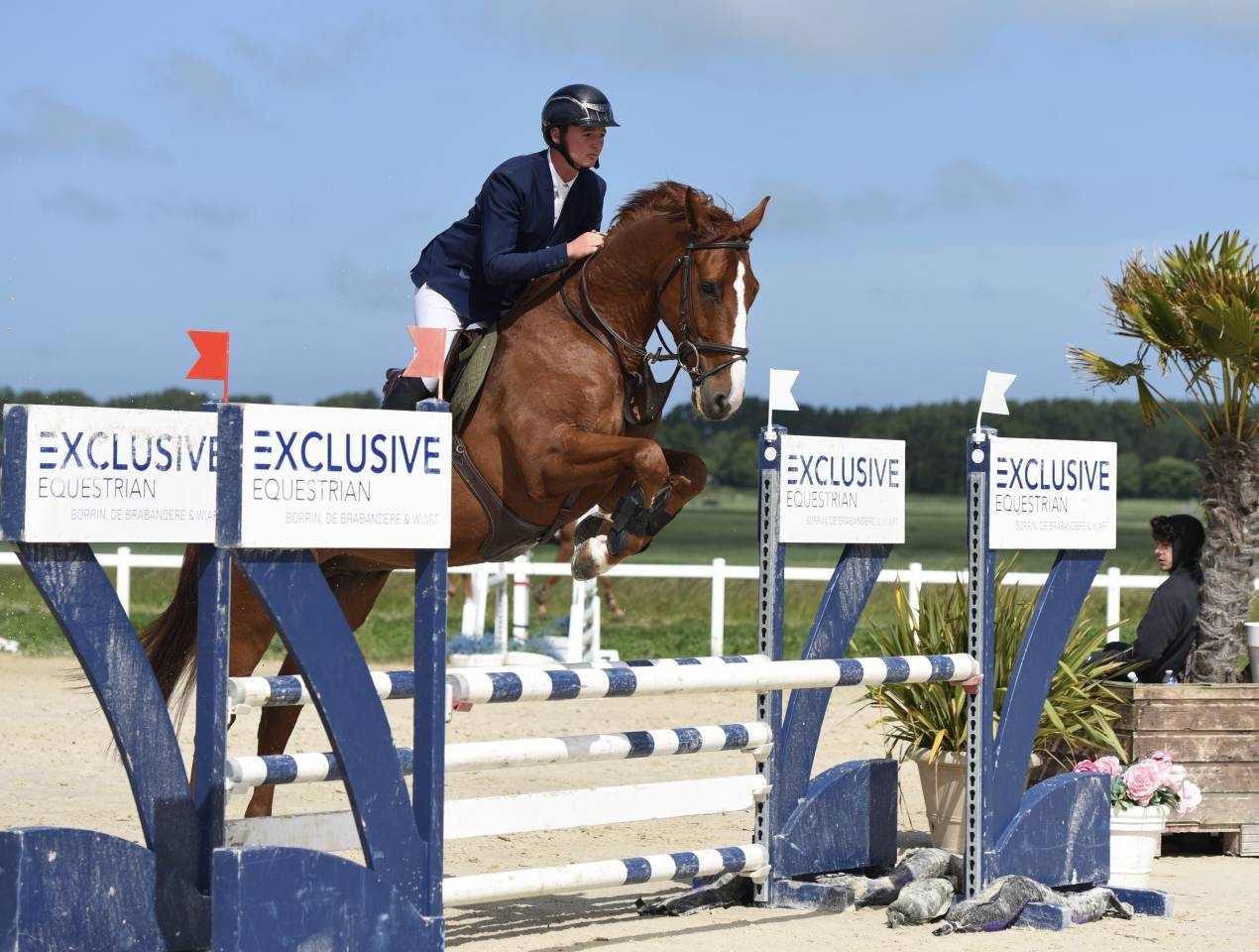 Cheval de sport de 6 ans