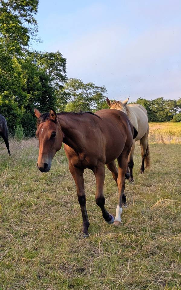 Pouliche Quarter Horse PP 2025