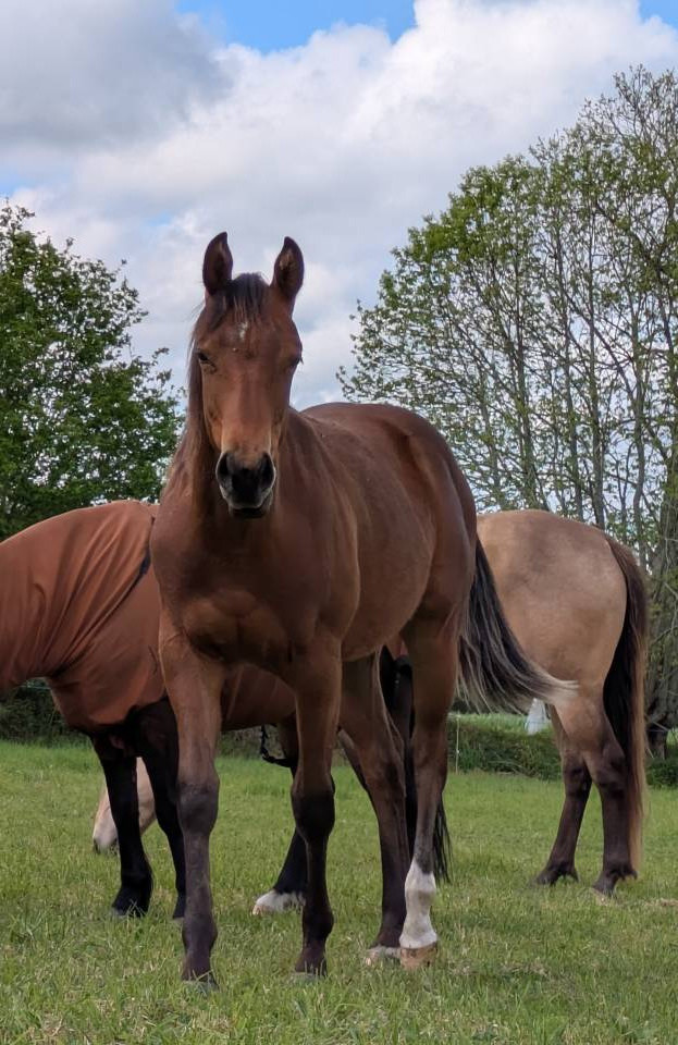 Pouliche Quarter Horse PP 2025