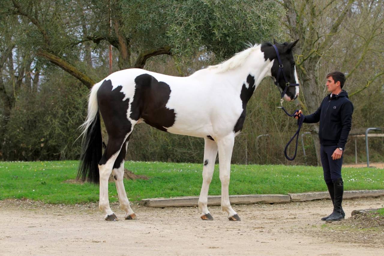Grand cheval de 4 ans pie 