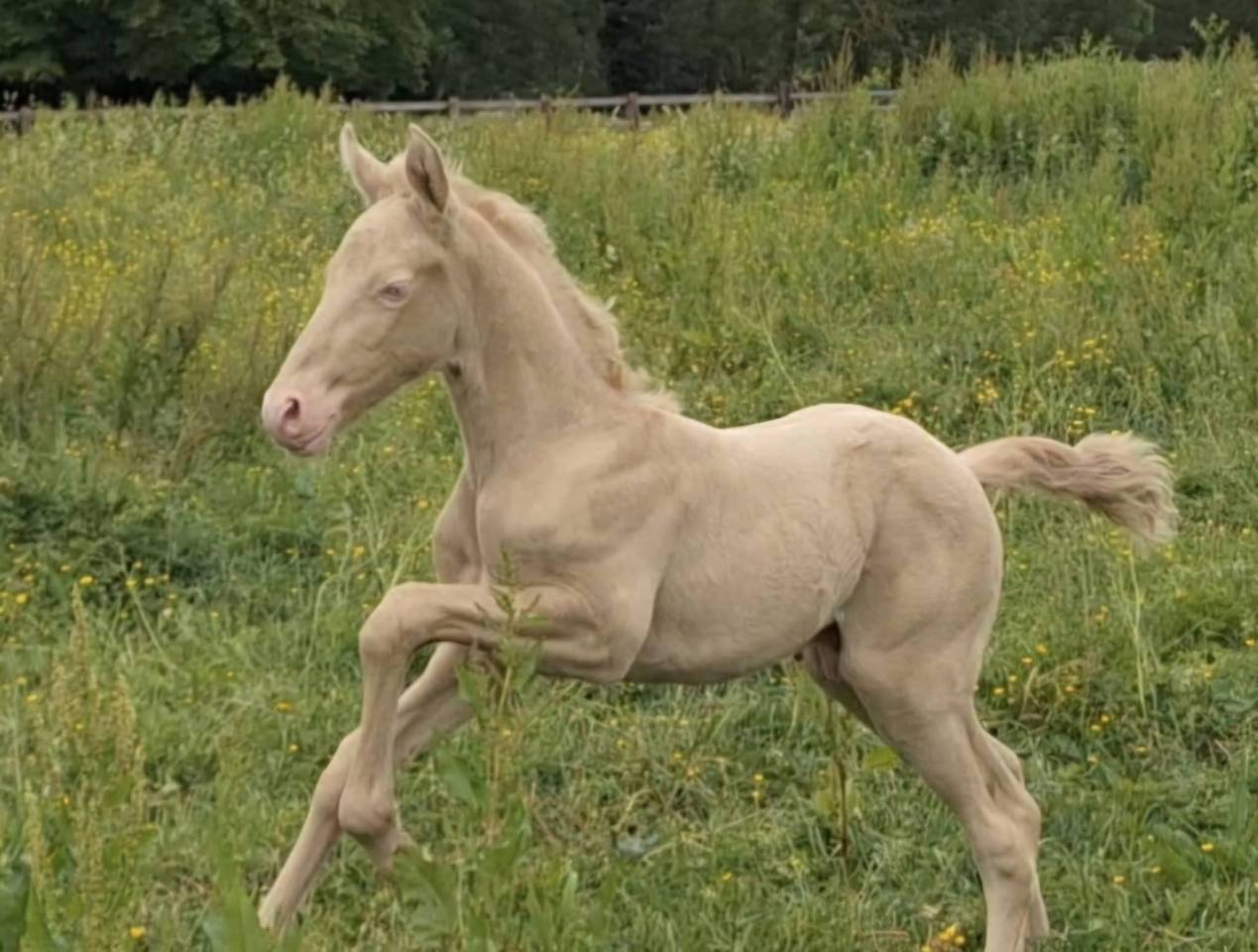 poulain cr&egrave;me champagne PP 