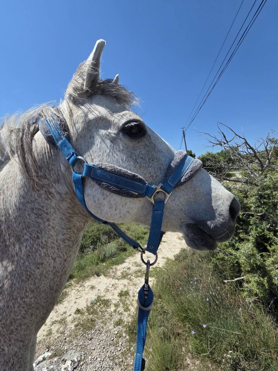 Poney &agrave; placer 