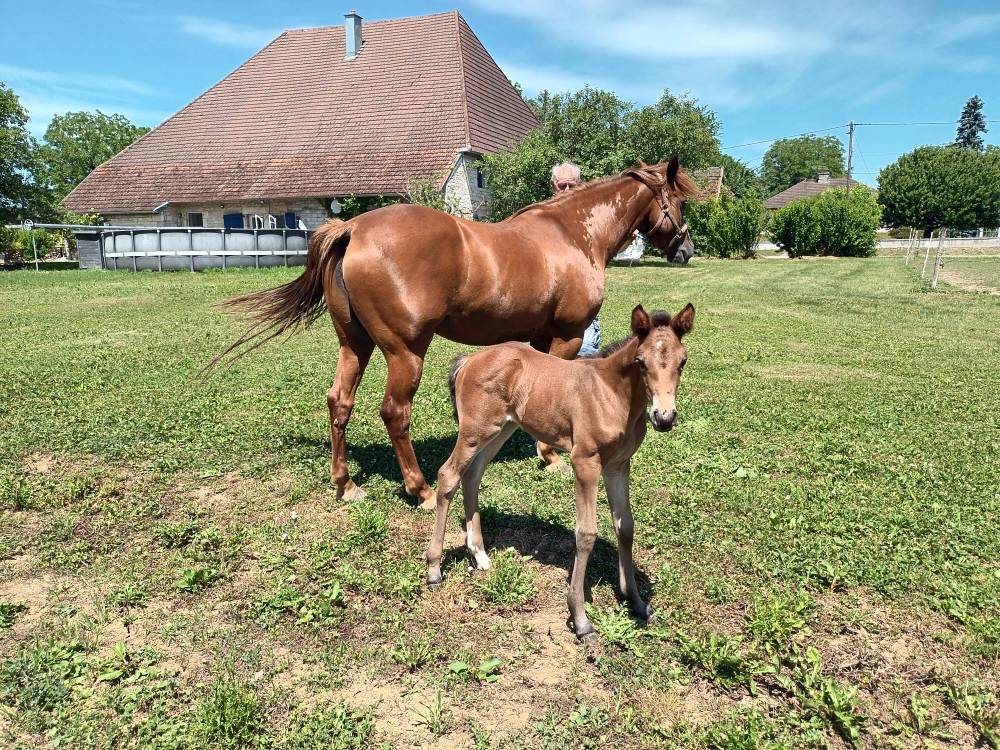 Jument PFS et sa pouliche 