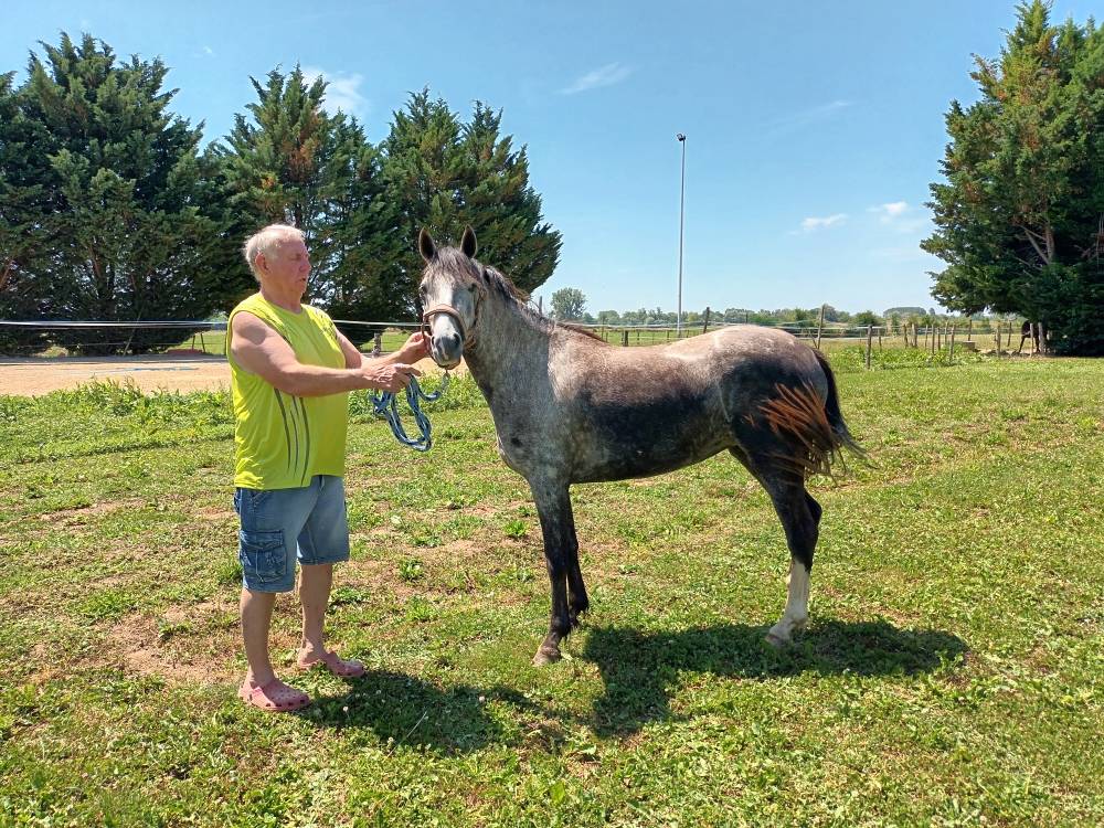 Jument Welsh part bred 4 ans