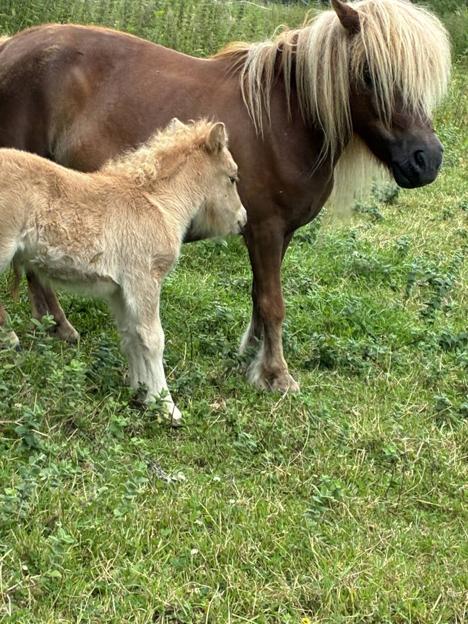 Pouliche PP shetland palomino 