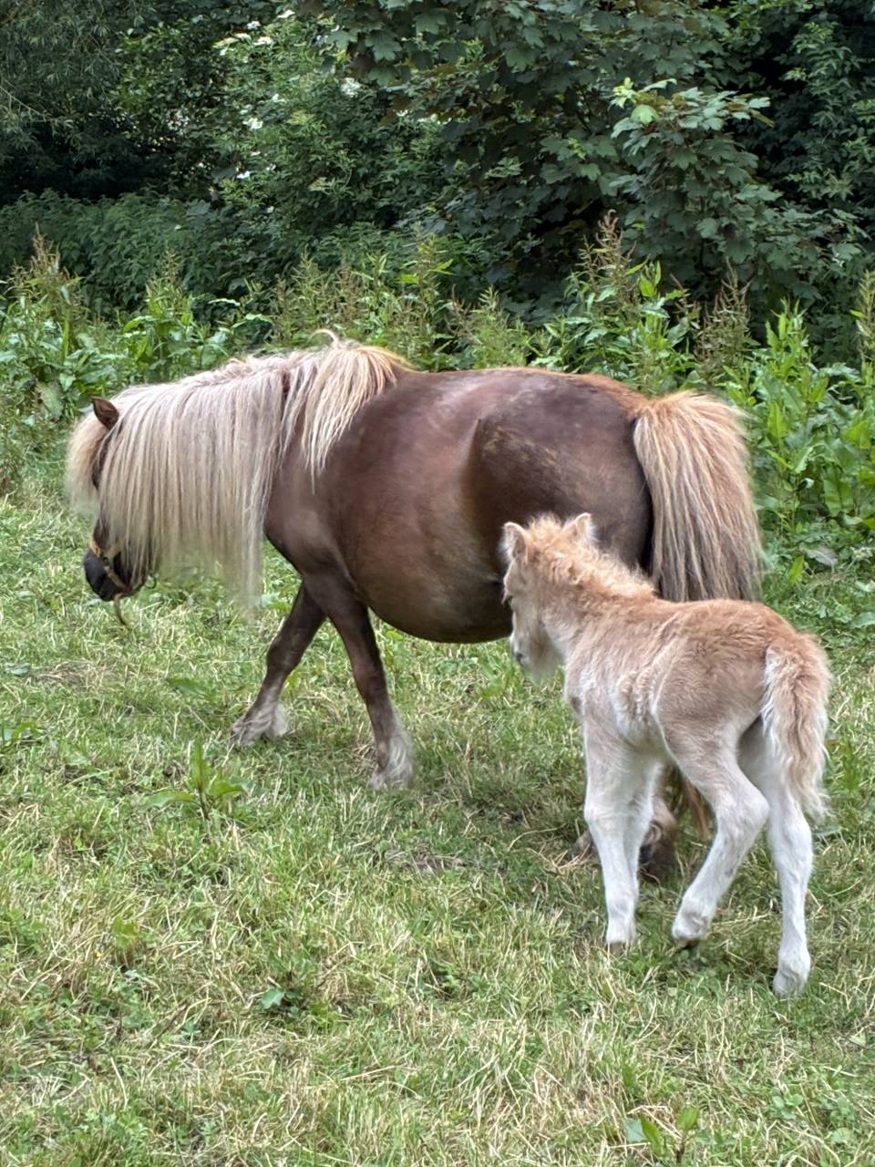 Pouliche PP shetland palomino 
