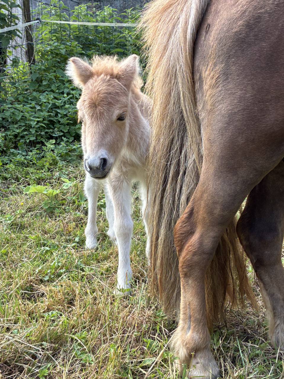 Pouliche PP shetland palomino 
