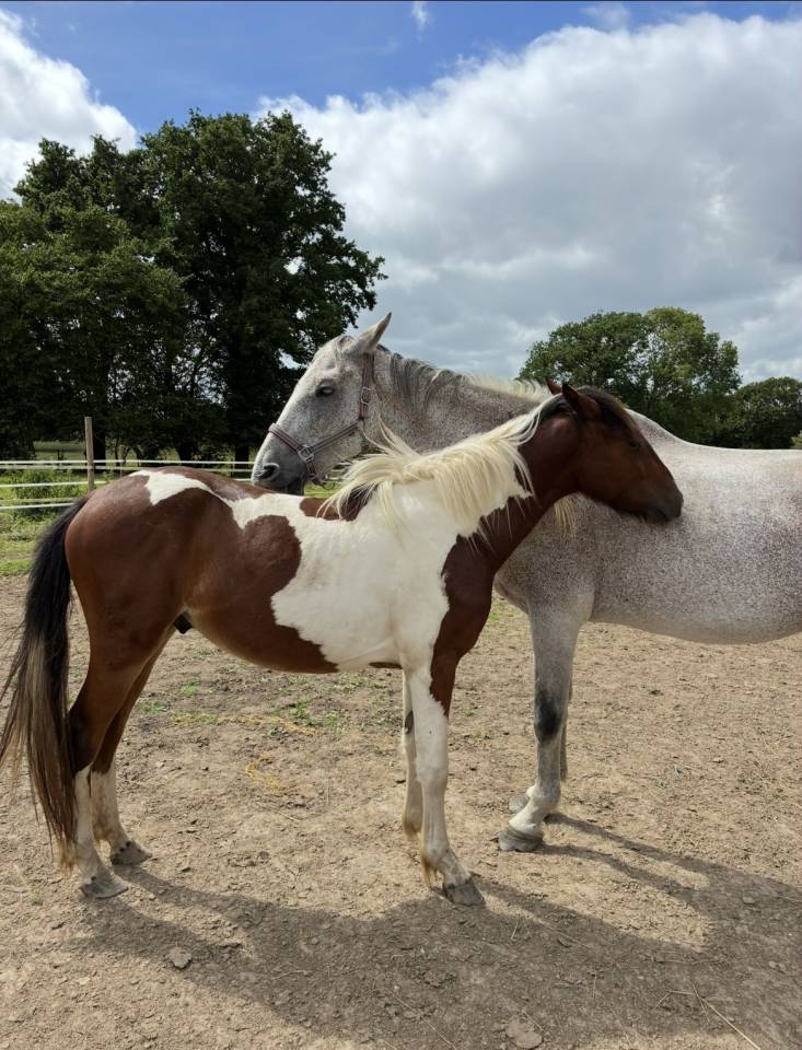 Poney Welsh de 2 ans pie