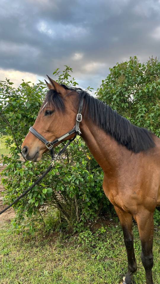 Jolie jument 6 ans 1.54m