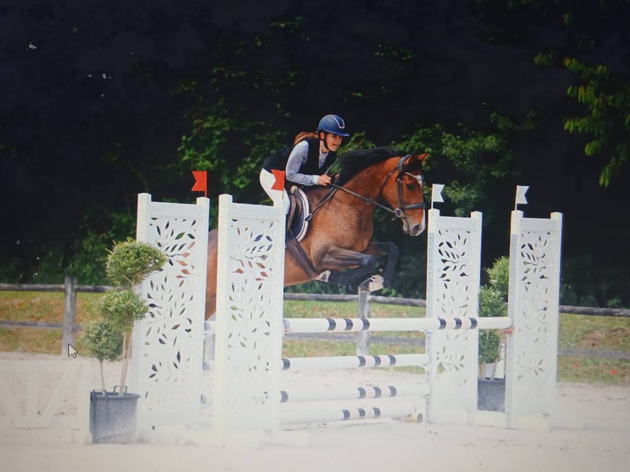 Jolie jument 6 ans 1.54m