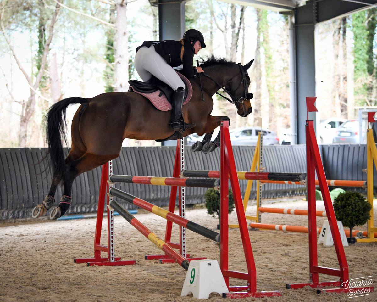 Cheval dressage/cso 