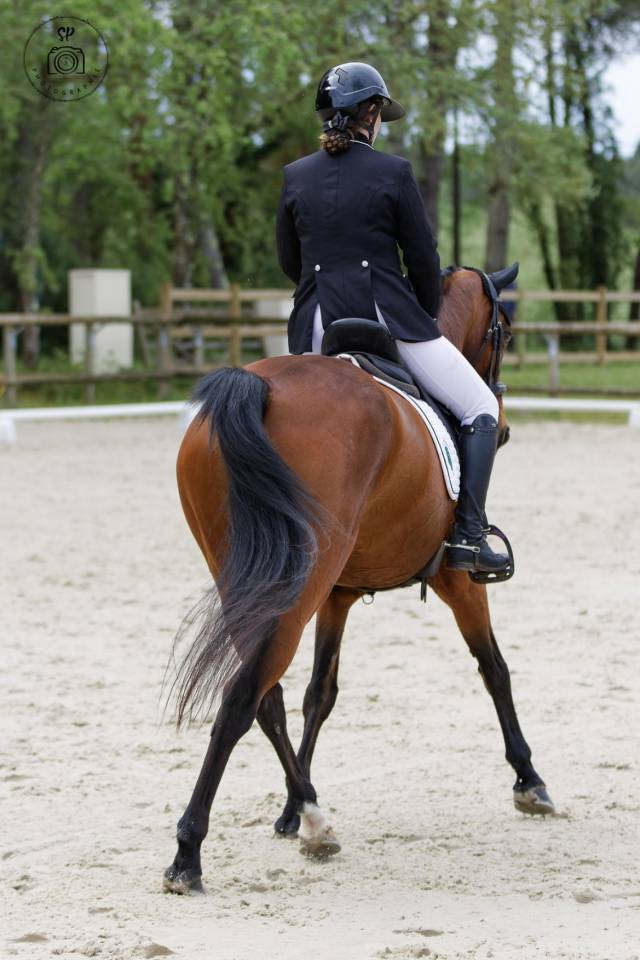 Cheval dressage/cso 