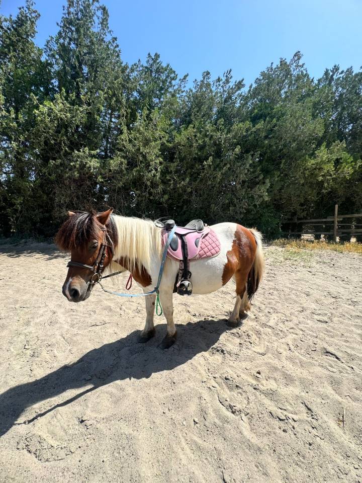 Ponette Shetland de 11 ans Caline