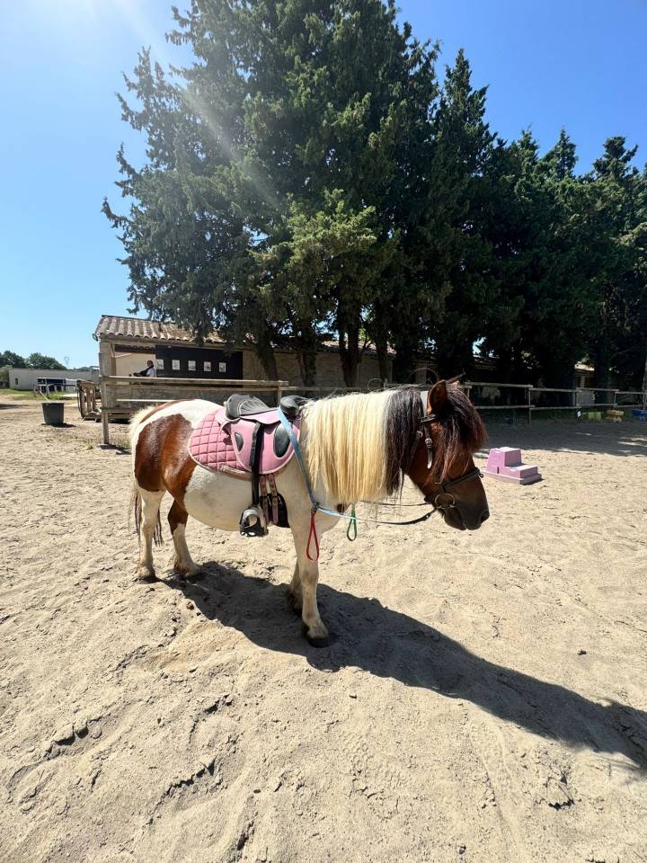 Ponette Shetland de 11 ans Caline