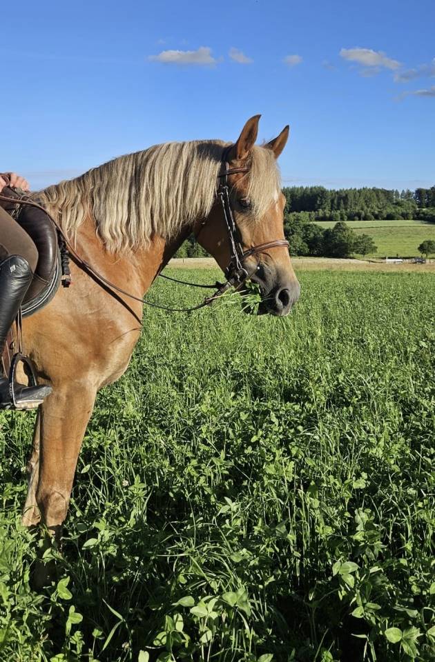 Petit cheval