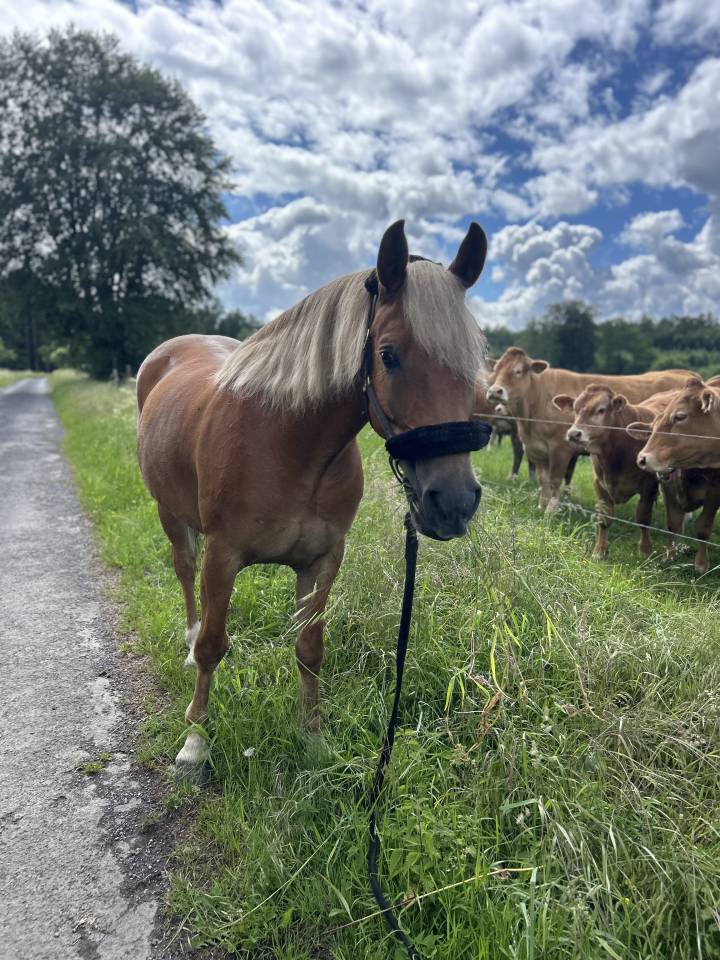 Petit cheval