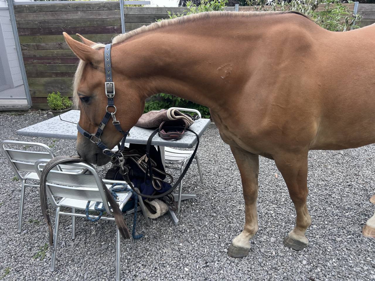 Petit cheval