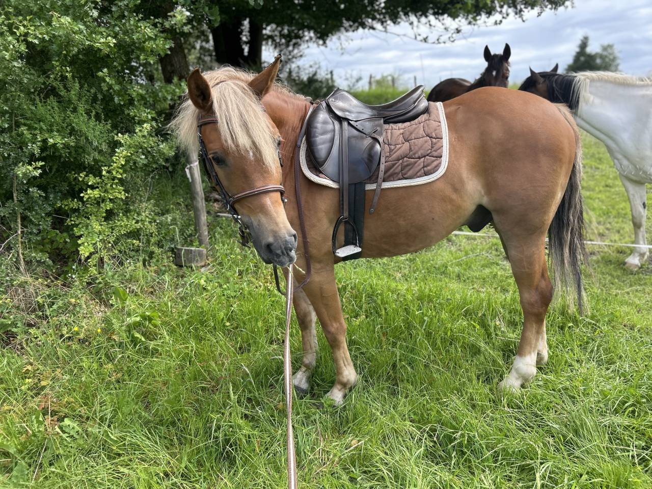 Petit cheval