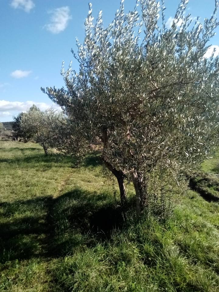 Propri&eacute;t&eacute; rurale - 1,43 ha &ndash; forage &ndash; id&eacute;al chevaux