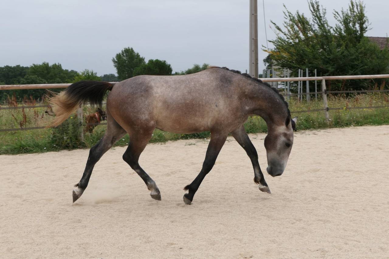 Tr&egrave;s joli m&acirc;le 2 ans New-Forest de croisement